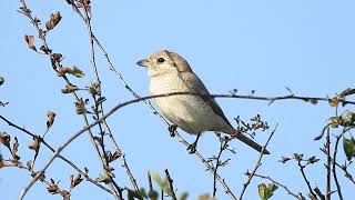 Bempton shrike 51024 [upl. by Ara]