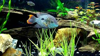 Update Central American South American Cichlid Tank [upl. by Navy]