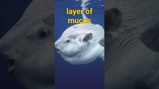 Ocean Sunfish  One Of The Weirdest Fish On Earth Giant mola mola fish [upl. by Acessej105]