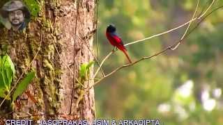 Scarlet Minivet Male A Bird video [upl. by Strep]