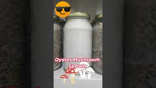 Oyster Mushroom Spawn [upl. by Malinowski386]