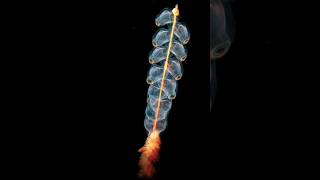 Siphonophore Facts Mysterious Sea Creature nature seacreatures rare [upl. by Nagud]