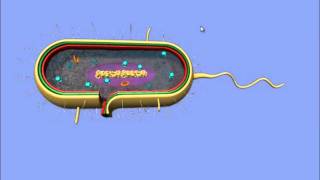 Interactive 3D Prokaryotic Cell [upl. by Idolla]