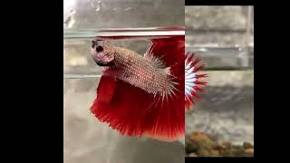 The TOP 20 Most Stunning Betta Fish Youve Ever Seen betta fish aquarium beautifulbetta [upl. by Knowle33]