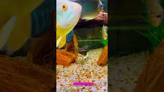 Upside down Catfish facts aquarium shorts catfish freshwater fish [upl. by Yrram]