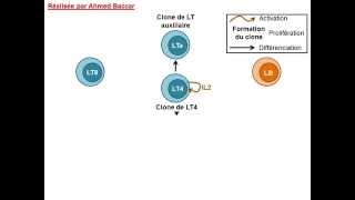 Prolifération et différenciation des lymphocytes [upl. by Holey739]