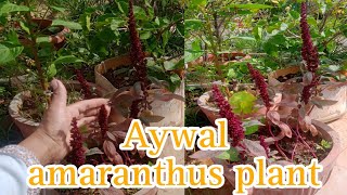 ऐवल ऐमरेन्थस सुंदर फुल देने वाला पोधाAywal amaranthus plant careamaranthus [upl. by Bove394]