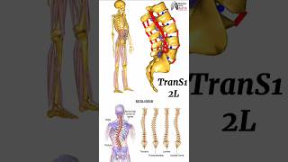 TranS1 2L  medical animation 3d short  BiologywithAliya [upl. by Aciemaj756]