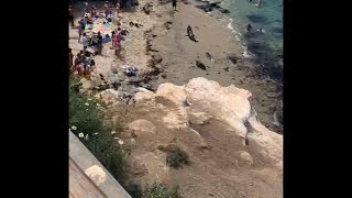 Beachgoers flee from Sea Lions in California [upl. by Adnilreh809]