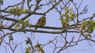 Yellowhammer Call birds birdsounds [upl. by Anaderol158]