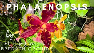 Everything about Phalaenopsis Orchids by Phillip Hamilton of Bredren Orchids [upl. by Inanak]