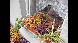 Coleus Buntnessel timelapse [upl. by Screens]