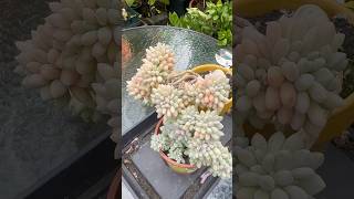 How to cutting head reporting  propagating succulents plantlove [upl. by Eiramesor976]