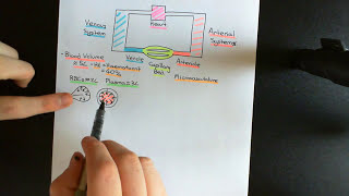 Control of Blood Pressure and Blood Volume Part 1 [upl. by Fiske]