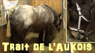 Cheval Trait de lAuxois  Equus caballus  Linnaeus 1758  Salon de lAgriculture 2015  032015 [upl. by Anelis233]