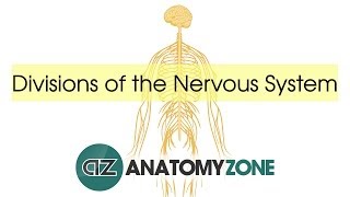 Divisions of the Nervous System  Neuroanatomy Basics [upl. by Deehsar]