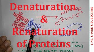 22 Denaturation and Renaturation of Proteins  Ribonuclease A  NEET MBBS CSIR NET [upl. by Christensen]