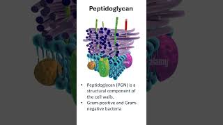 Peptidoglycan In Gram Positive amp Gram Negative Bacteria [upl. by Anitsyrhk]