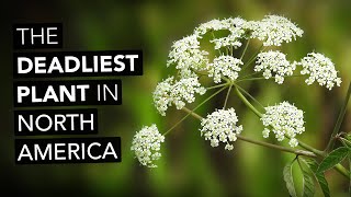 Water Hemlock — The Deadliest Plant In North America [upl. by Desdemona344]