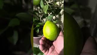 Harvesting my LEMON FRUIT after 6 months From BAGUIO CITY🍋🍋🍋 [upl. by Sillert]