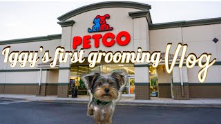 Iggy’s PETCO Grooming [upl. by Lasyrc]