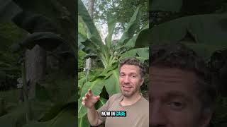 Signs that a banana plant is about to flower tropicalgardening [upl. by Gretna]