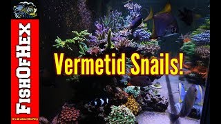 The Dreaded Vermetid Snail And How I Got Them  Now What [upl. by Orford907]