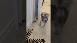 Havanese dog hunts for treats [upl. by Coulter945]