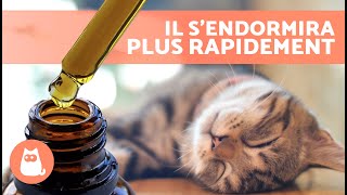 Comment endormir votre CHAT en 10 secondes 🐱💤  5 astuces pour endormir rapidement un chat ✅ [upl. by Ybloc]