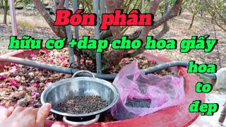 Bón phân hữu cơ  dap cho hoa giấy [upl. by Carlita]