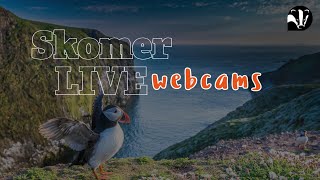 Skomer Island  Puffin Webcam [upl. by Oiluj686]