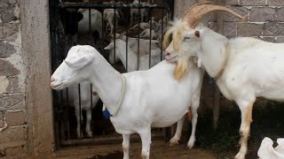 Good Saanen Goat quality Prepare Breed for New Young Saanen Goat at farm [upl. by Eseuqcaj35]