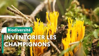 Inventaire de champignons en réserve biologique intégrale dans le Cantal [upl. by Eusebio464]