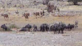 Namibia  Parque Nacional Etosha [upl. by Anoif332]