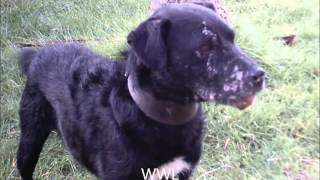 Patterdale Terriers Hunting In Ireland [upl. by Sirrah]