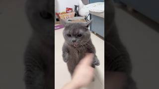 My cat is soo angry 😂 kitten angrycat catlover [upl. by Roddie]