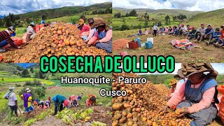 Cosecha de Ollucos 🥔nunca en mi vida había visto tantos Ollucos 😱 [upl. by Niccolo]