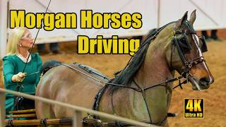 Morgan Horse Classic Pleasure Carriage Driving [upl. by Ynos]