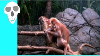 OLFACTION IN CATARRHINE PRIMATES [upl. by Miarfe]