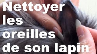 Comment nettoyer les oreilles de son lapin [upl. by Htebarual860]