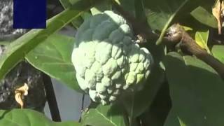 Annona squamosa شجرة القشطة Sugarapple Sweetsop or Custard Apple Sugarcane [upl. by Ititrefen345]