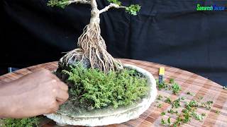 How To Make Premna Microphylla Exposed Root Bonsai 2020 [upl. by Faydra851]