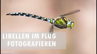 Libellen im Flug fotografieren [upl. by Khalid]