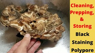 Cleaning And Storing The Black Staining Polypore Mushroom [upl. by Dnomyad]