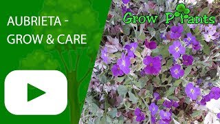 Aubrieta  grow amp care great ground cover plant [upl. by Sherry]