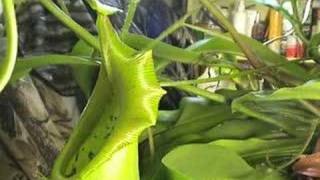 CARNIVOROUS PLANTS CAN EAT MICE [upl. by Terese]