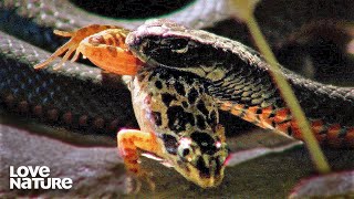 Australias Most Dangerous Creatures Red Bellied Snakes Tiger Quoll Death Adder  Love Nature [upl. by Ianteen]