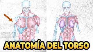 DIBUJA CONMIGO  TUTORIAL DE ANATOMÍA PARA DIBUJANTES [upl. by Lula]