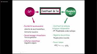 4 Métabolisme phosphocalcique [upl. by Notlrac224]