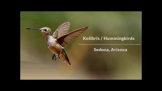 Kolibris Rekordbrechende Vögel und Luftakrobaten [upl. by Salhcin]